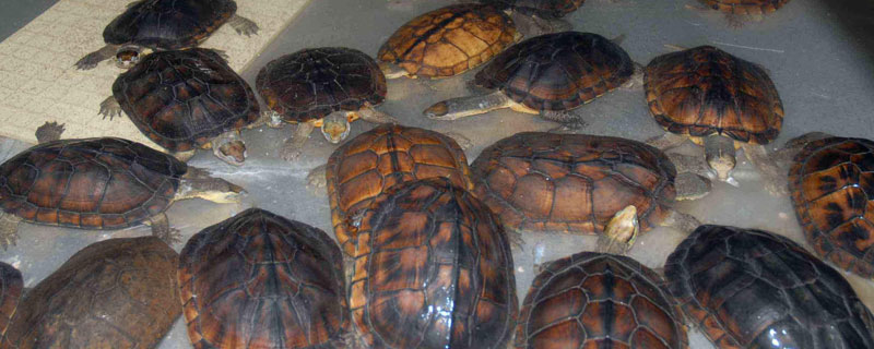 室內養殖項目有哪些？烏龜廣受歡迎，黃粉蟲市場需求大