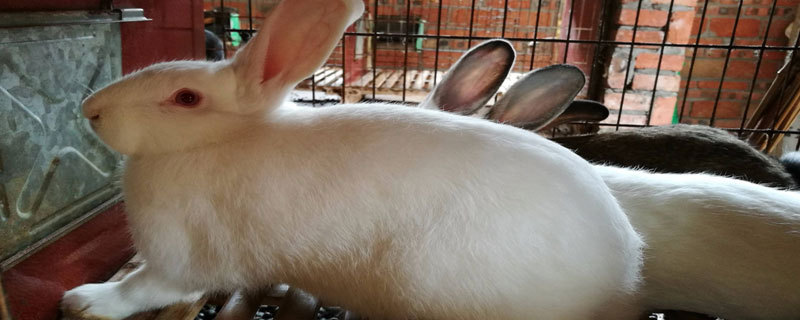 兔子養殖品種有哪些？看完終于知道怎么選了