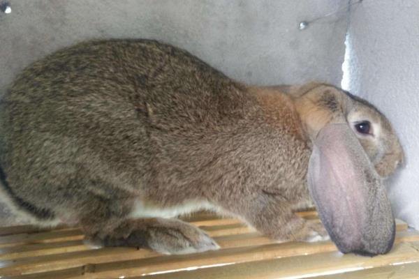 兔子養(yǎng)殖品種有哪些?看完終于知道怎么選了