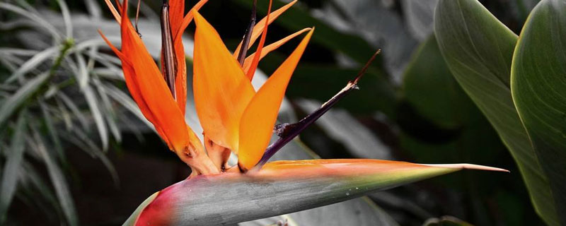 望鶴蘭的養殖方法，喜光喜潮濕，花期適量追磷肥