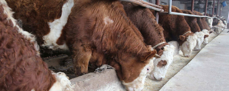 喂牛的最佳飼料配方，科學合理搭配精飼料和粗飼料