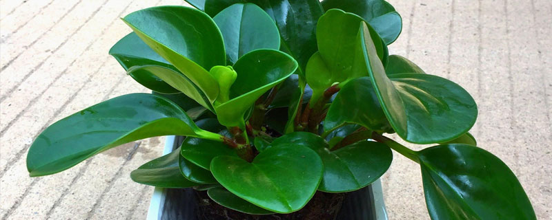 吸煙鬼的養殖方法和注意事項，夏季確保水分充足