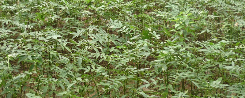 香椿種植技術，時澆水追肥，15至20厘米便可采收