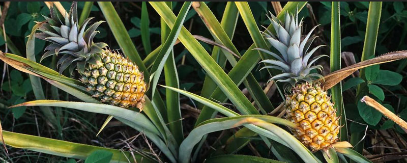 菠蘿是怎么種出來(lái)的