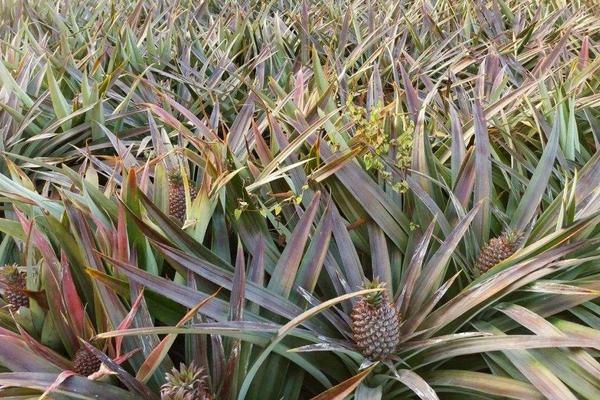 菠蘿的種子是什么