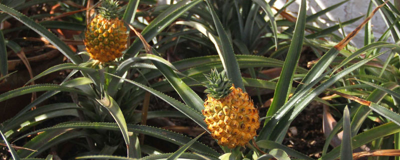 菠蘿的種子是什么