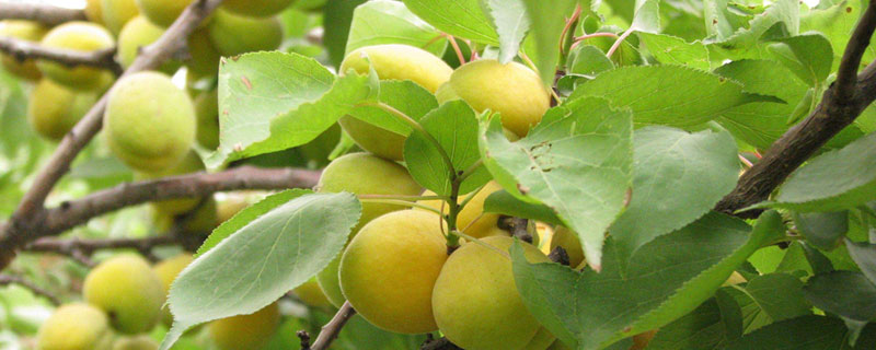 杏樹什么時候剪枝最好