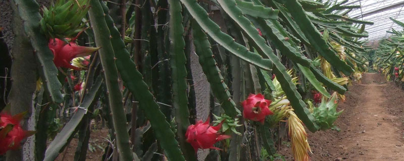 火龍果種植環境