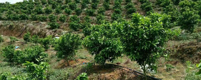 砂糖桔種植距離