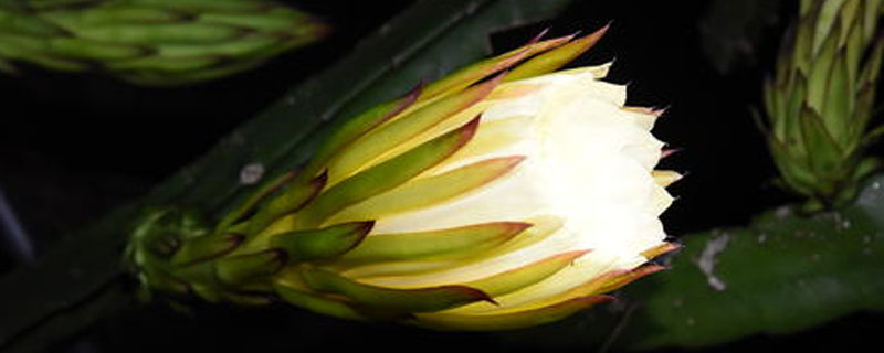 種火龍果為什么要開燈