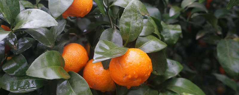 砂糖桔在北方能種植嗎