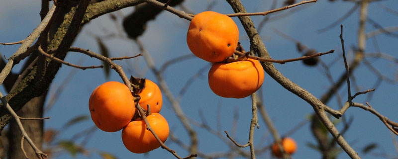 柿子樹多久能結果