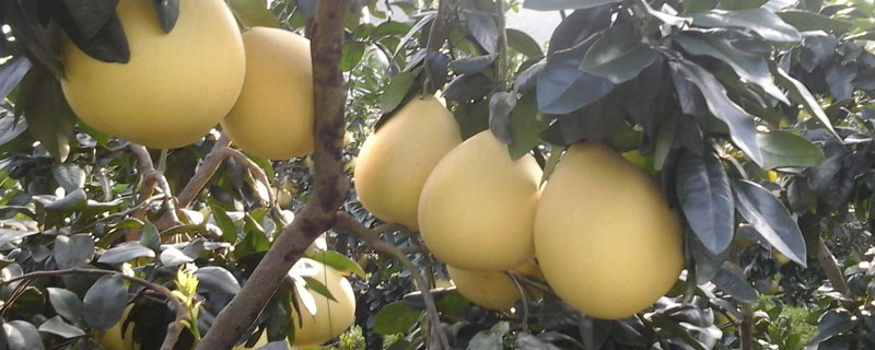 柚子的種類(lèi)