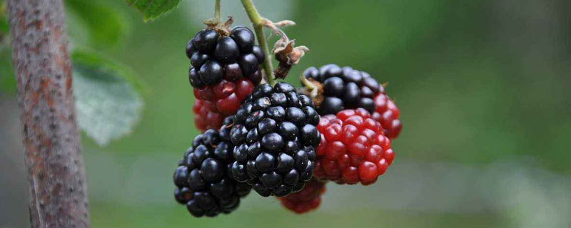 黑莓怎么種