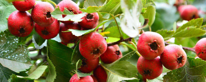 山楂的種類