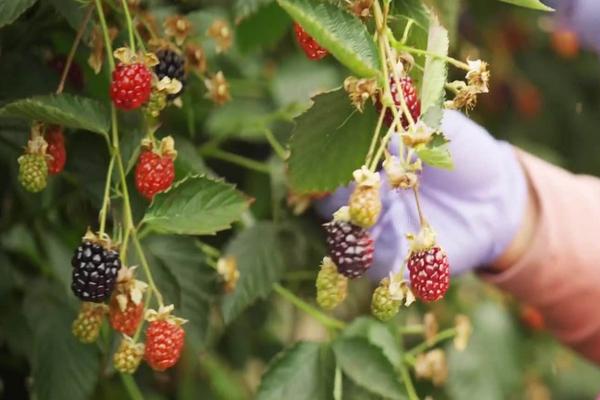 黑莓怎么種