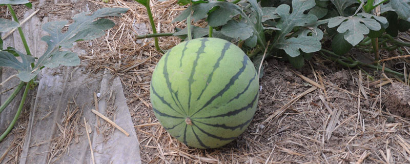 現在種植什么好？這幾種中藥材和果蔬前景好