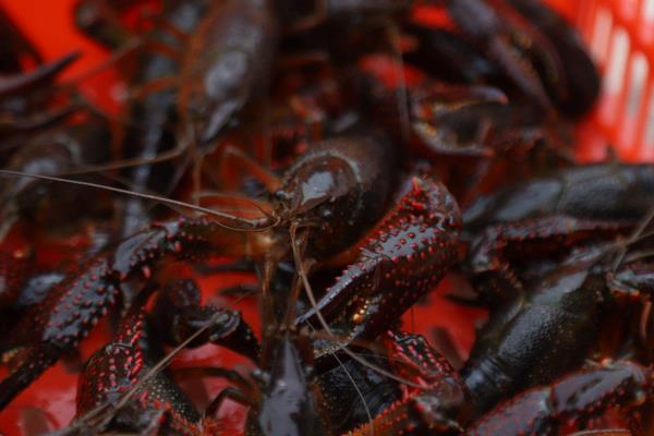 小龍蝦養殖成本是多少?