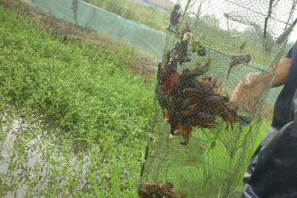 小龍蝦養殖成本是多少?