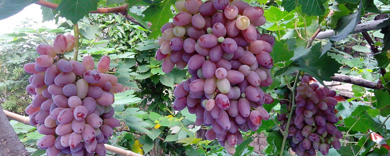 新疆特色種植品種有哪些？一年四季都有好吃的干鮮瓜果