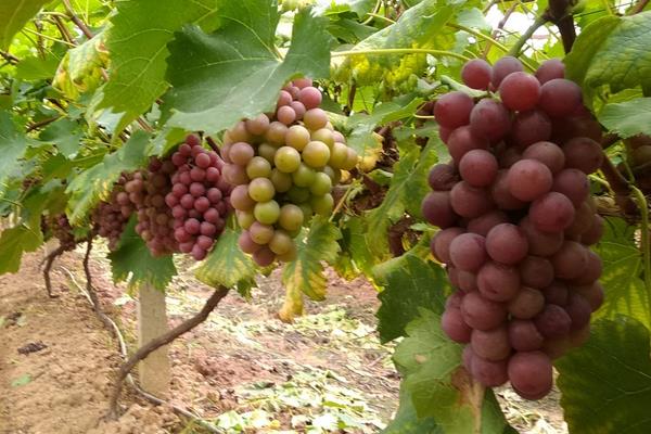 新疆特色種植品種有哪些?一年四季都有好吃的干鮮瓜果