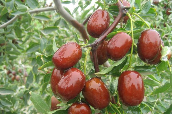 新疆特色種植品種有哪些?一年四季都有好吃的干鮮瓜果