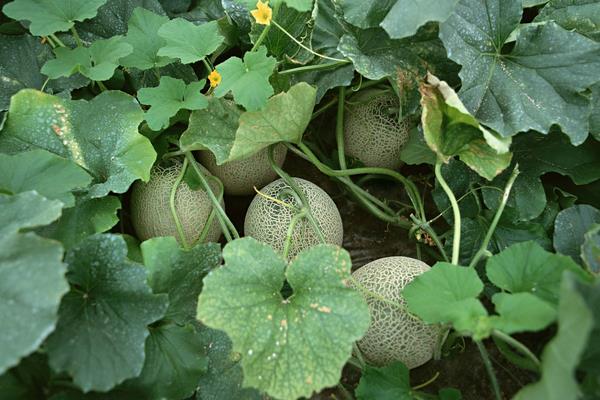 新疆特色種植品種有哪些?一年四季都有好吃的干鮮瓜果