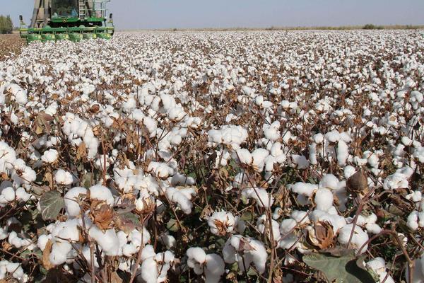 新疆特色種植品種有哪些?一年四季都有好吃的干鮮瓜果