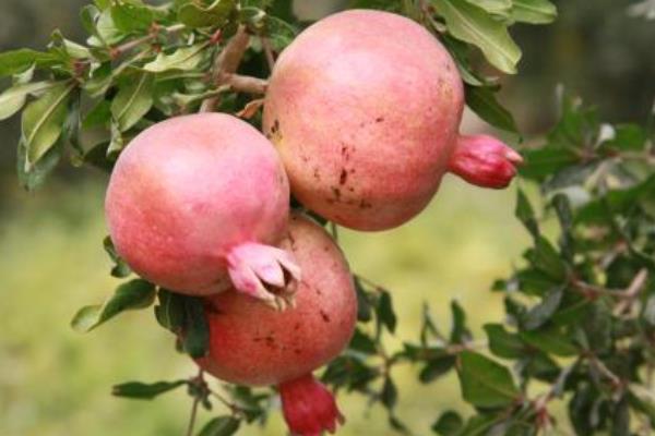 新疆特色種植品種有哪些?一年四季都有好吃的干鮮瓜果