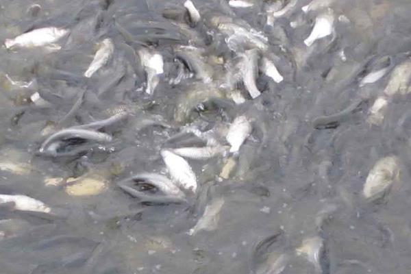 養魚利潤和成本計算，鰱魚混養畝利潤可觀