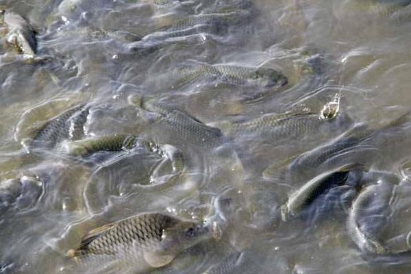 養魚利潤和成本計算，鰱魚混養畝利潤可觀