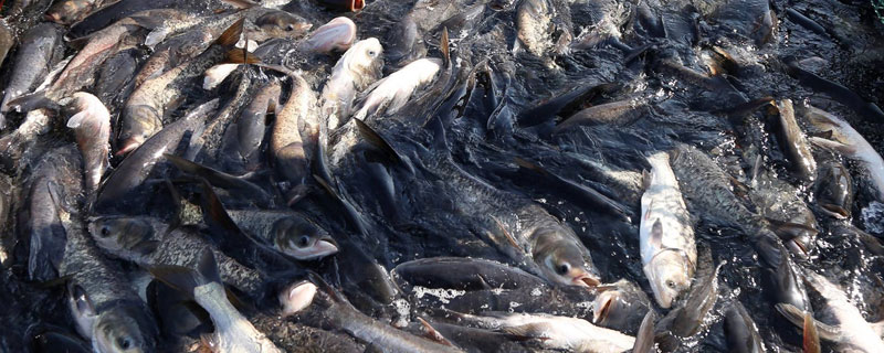 養魚利潤和成本計算，鰱魚混養畝利潤可觀