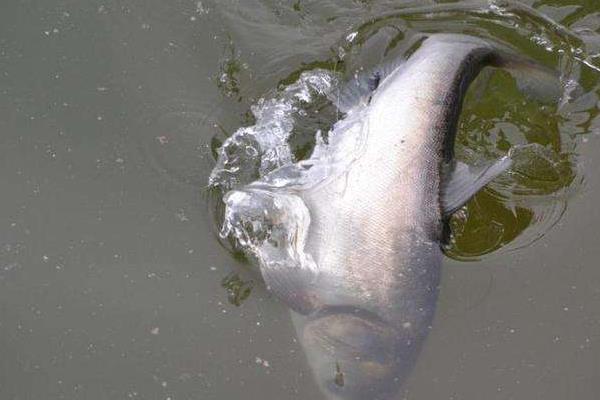 養魚利潤和成本計算，鰱魚混養畝利潤可觀