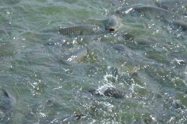 養魚利潤和成本計算，鰱魚混養畝利潤可觀
