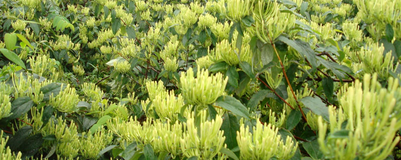 哪些藥材種植利潤高？9個效益高的中藥材種植項目推薦