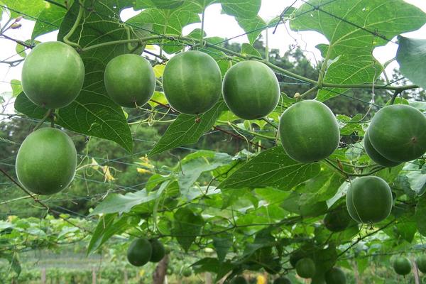 哪些藥材種植利潤高？9個效益高的中藥材種植項目