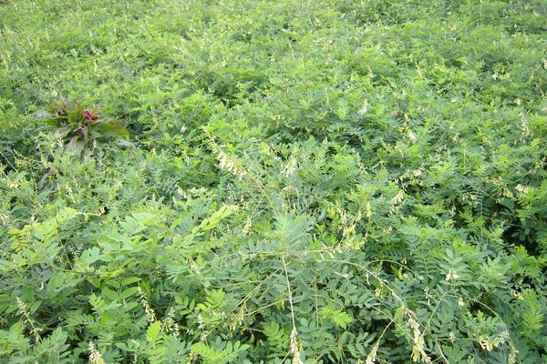 哪些藥材種植利潤高？9個效益高的中藥材種植項目