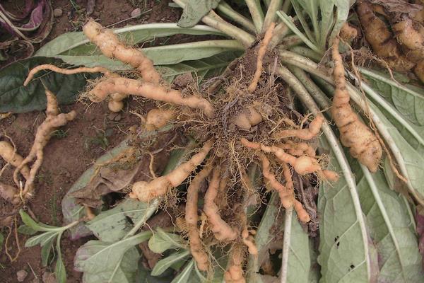 哪些藥材種植利潤高？9個效益高的中藥材種植項目