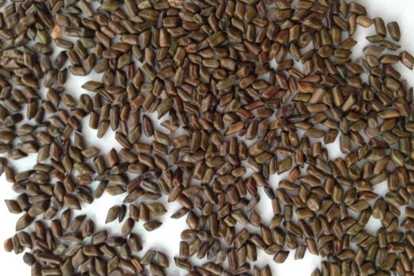 哪些藥材種植利潤高？9個效益高的中藥材種植項目