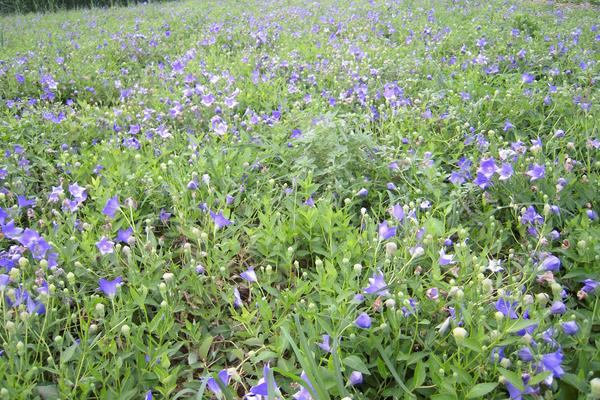 哪些藥材種植利潤高？9個效益高的中藥材種植項目