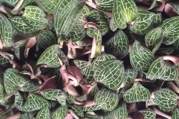 哪些藥材種植利潤高？9個效益高的中藥材種植項目