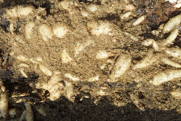 哪些藥材種植利潤高？9個效益高的中藥材種植項目