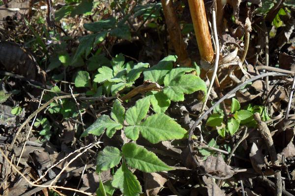 哪些藥材種植利潤高？9個效益高的中藥材種植項目
