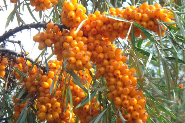 新疆特色種植品種有哪些?一年四季都有好吃的干鮮瓜果