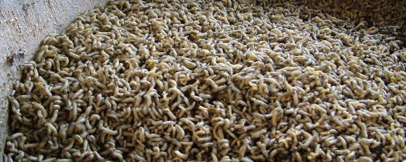 蠅蛆如何養(yǎng)殖?一般采用籠養(yǎng)不污染環(huán)境