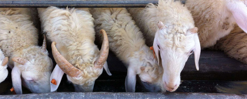 育肥羊飼料配方表，品種不同配方也不同
