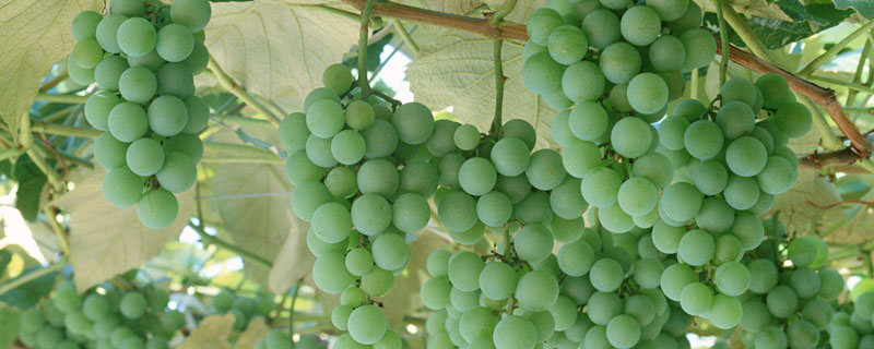早熟葡萄苗品種有哪些？15個早熟品種根據(jù)當?shù)丨h(huán)境選