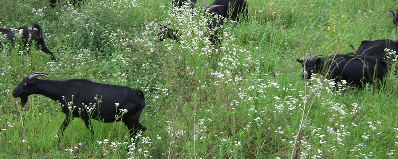 怎么養(yǎng)山羊？山羊養(yǎng)殖技術(shù)與注意事項