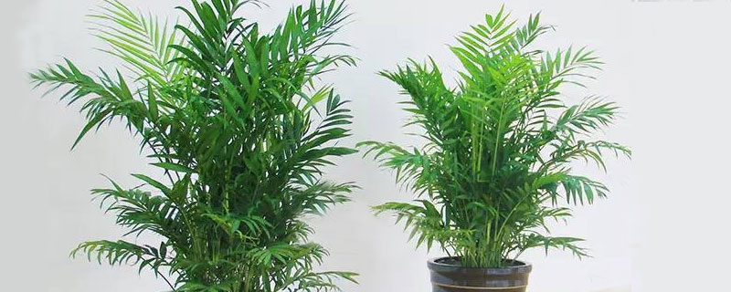 夏威夷竹子的養(yǎng)殖方法和注意事項(xiàng),喜溫暖但忌強(qiáng)光直射