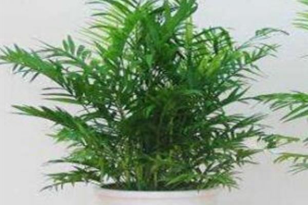 夏威夷竹子的養(yǎng)殖方法和注意事項(xiàng)